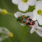 Bienenkäfer