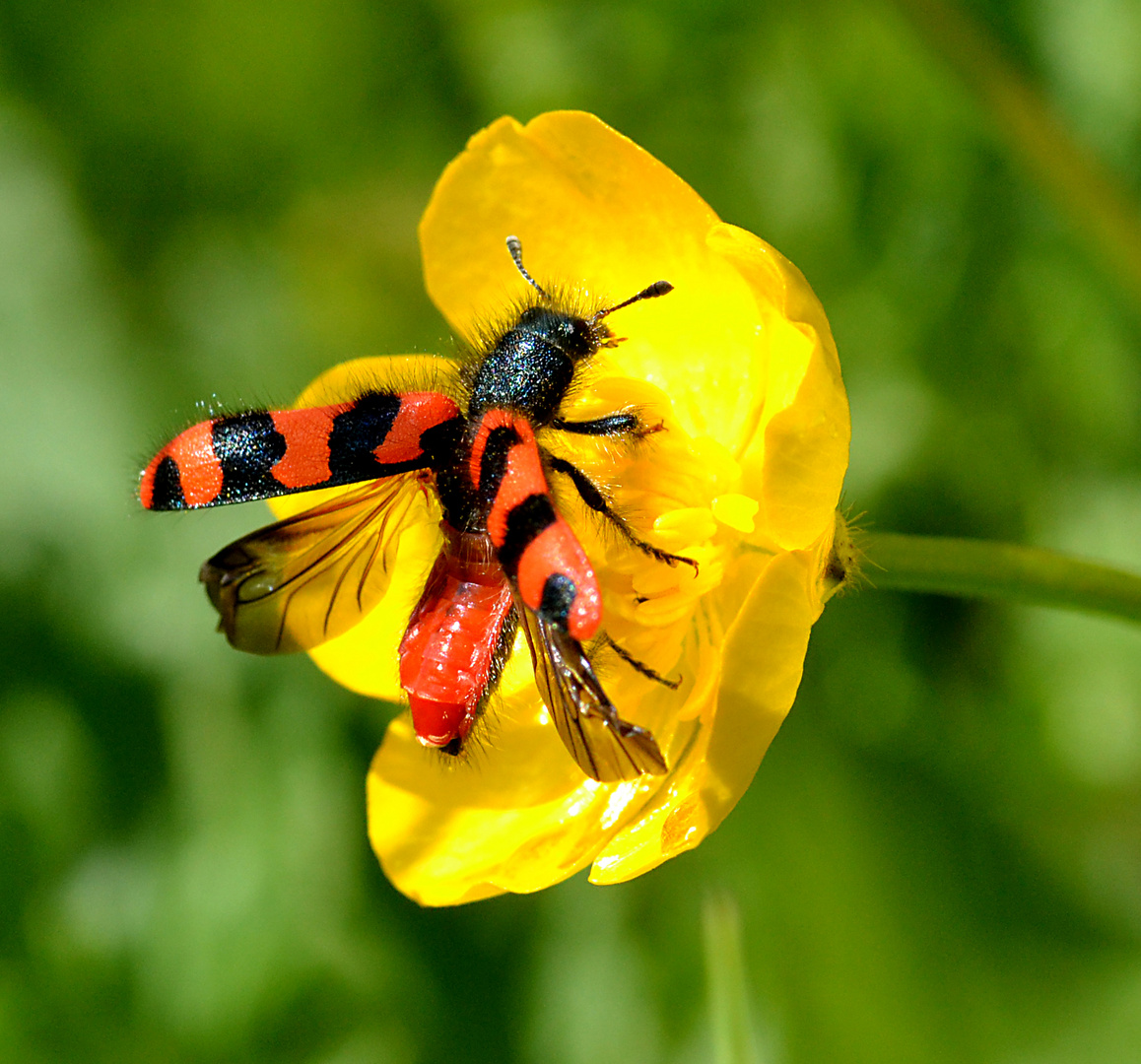 Bienenkäfer