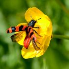 Bienenkäfer