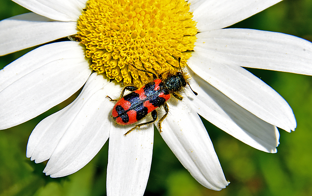 Bienenkäfer