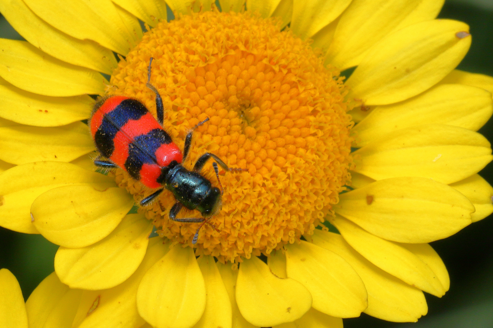 Bienenkäfer