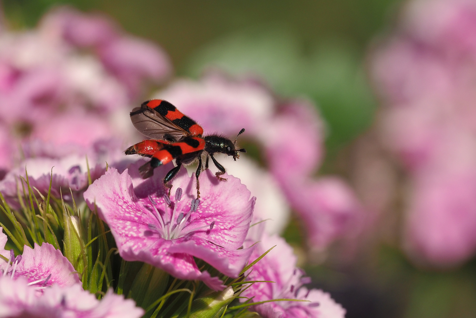 Bienenkäfer