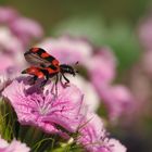 Bienenkäfer