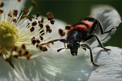 Bienenkäfer