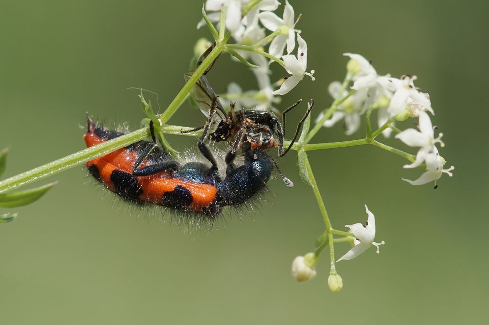 Bienenkäfer mit Beute (2)