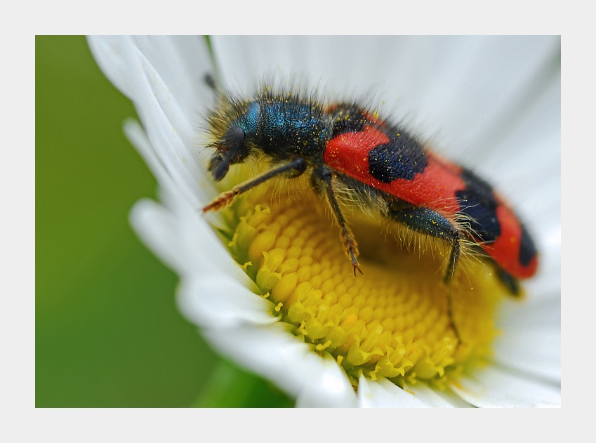 Bienenkäfer -Trichodes apiarius-