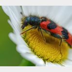 Bienenkäfer -Trichodes apiarius-