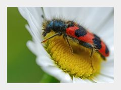 Bienenkäfer -Trichodes apiarius-