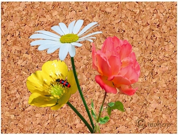 "Bienenkäfer" (Trichodes apiarius) in einer Sumpfdotterblume 