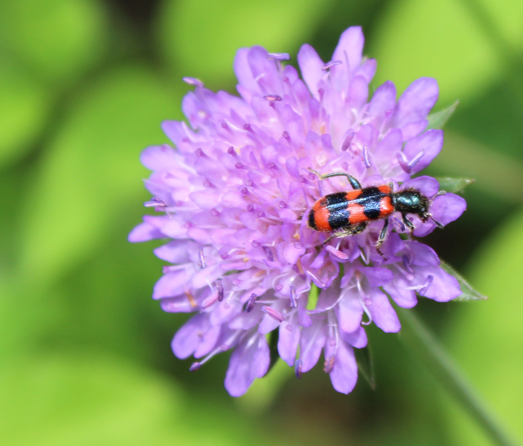 Bienenkäfer vom Mai 