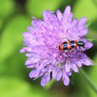 Bienenkäfer vom Mai 