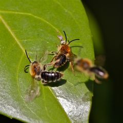 Bienenkämpfchen um den Platz an der Sonne