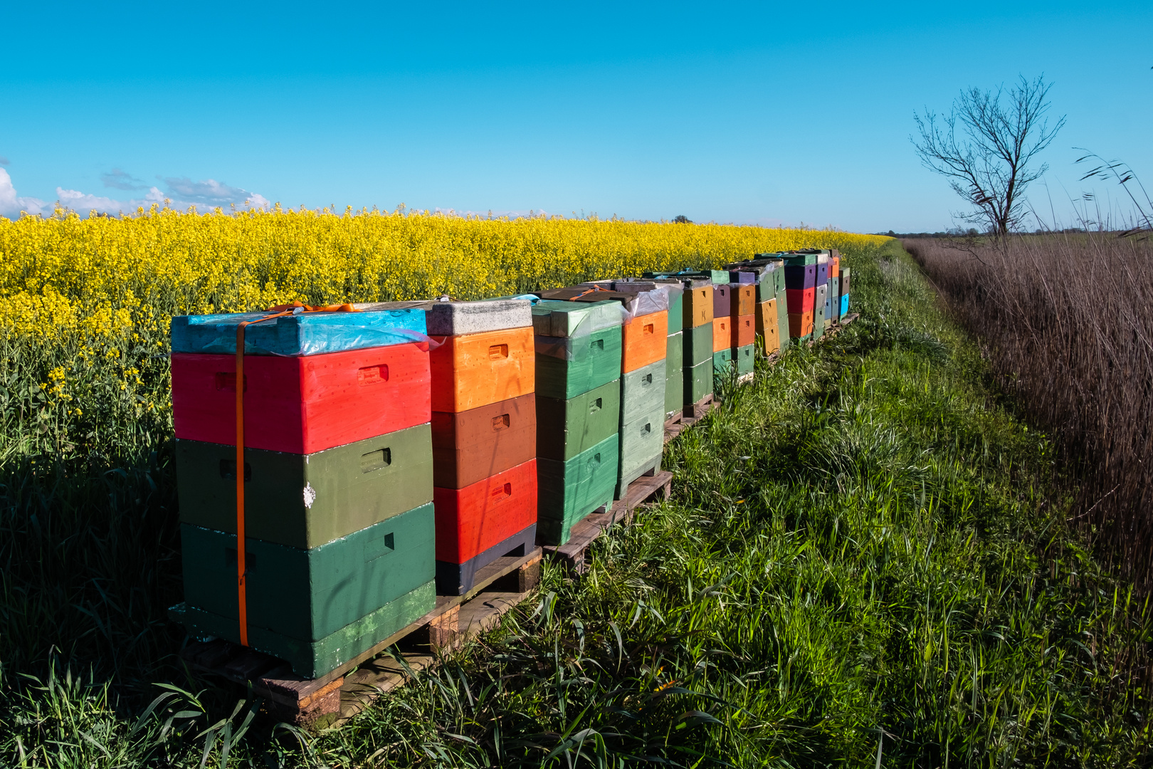 Bienenkästen am Rapsfeld