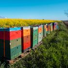 Bienenkästen am Rapsfeld