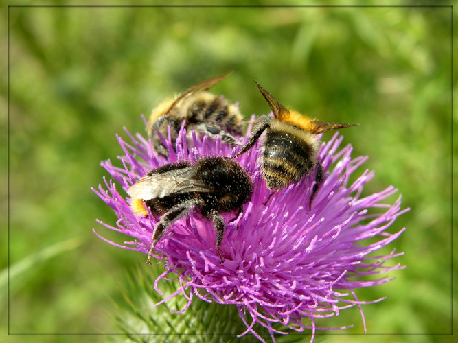 Bienenkarussell