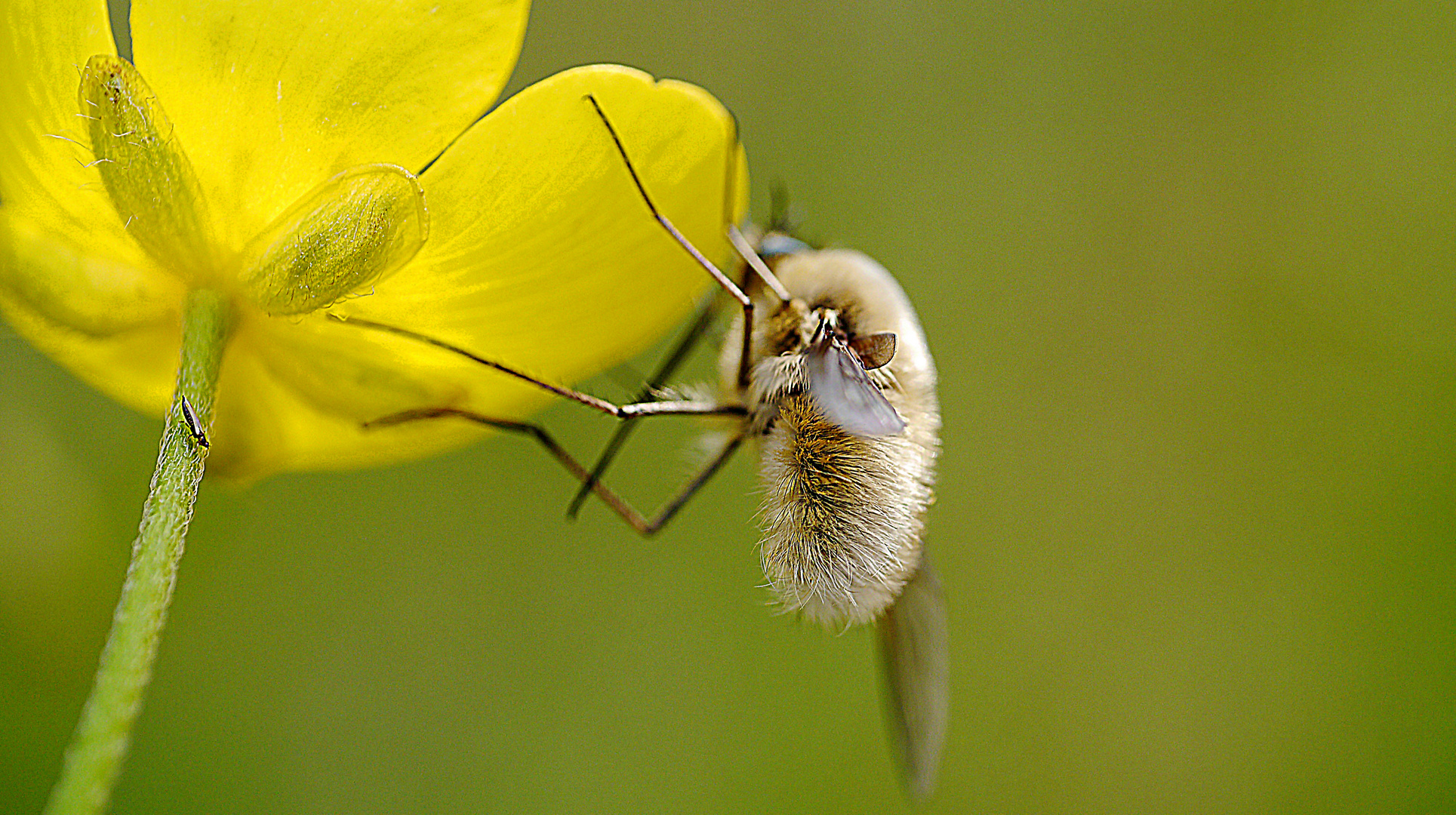 Bienenkiller