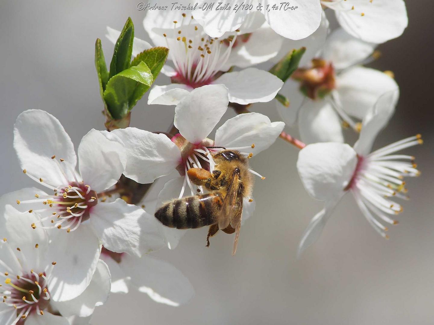 bienenkirsche1 - Kopie