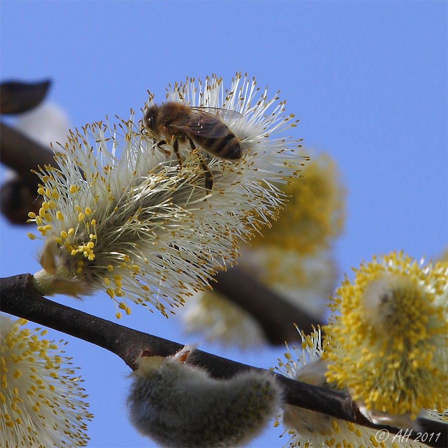 Bienenknipsbild