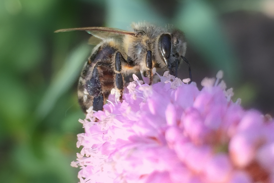 bienen.knoeterich