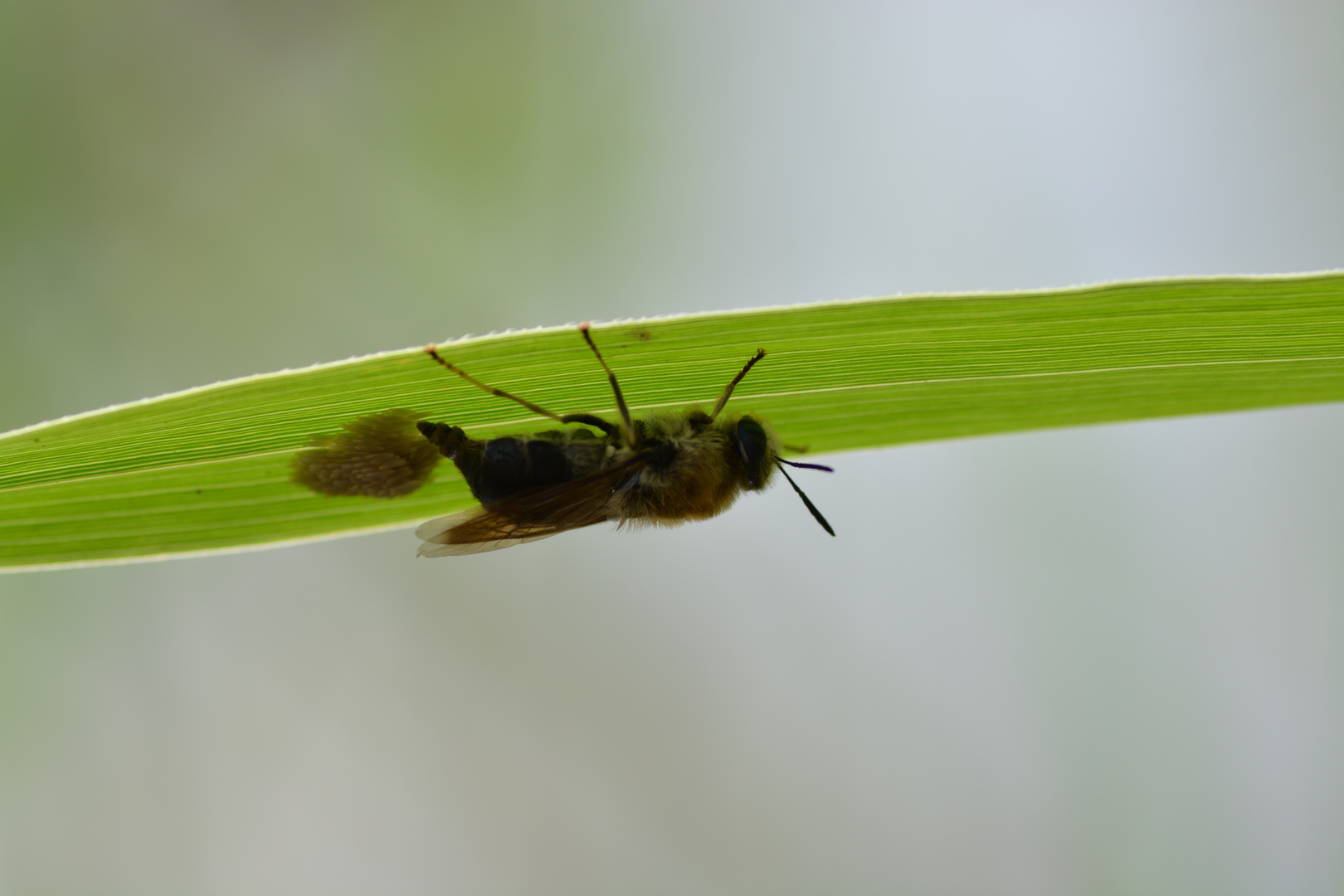 Bienenkonigin Foto Bild Tiere Wildlife Insekten Bilder Auf Fotocommunity