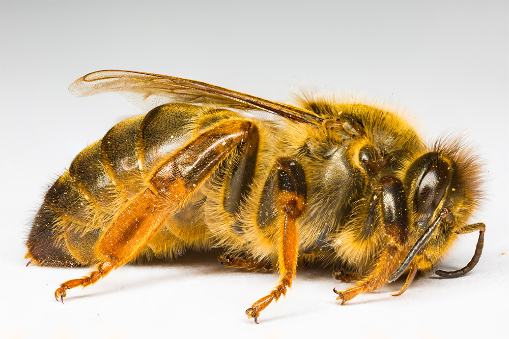 Bienenkönigin 2x Macro