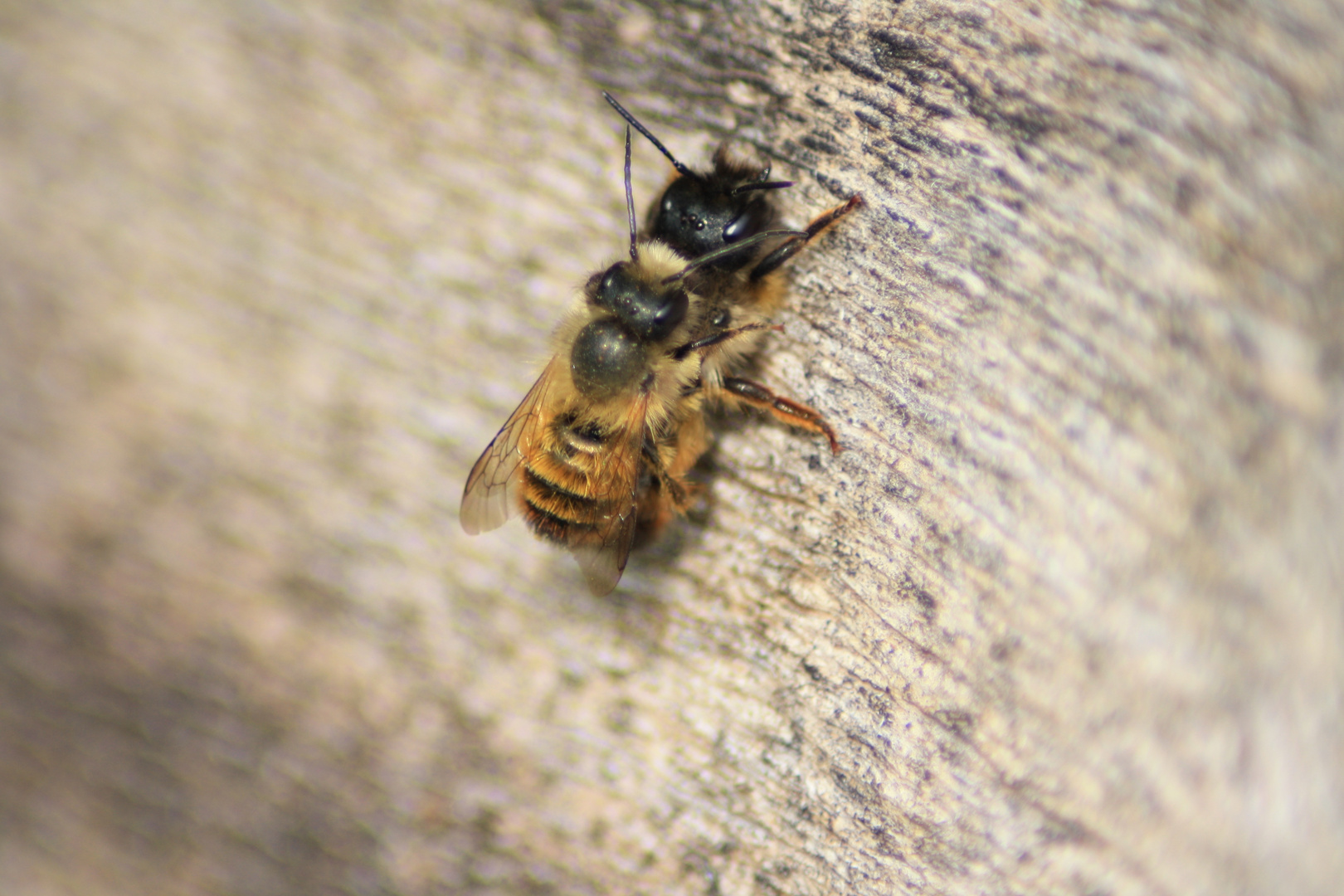 Bienenkönigin