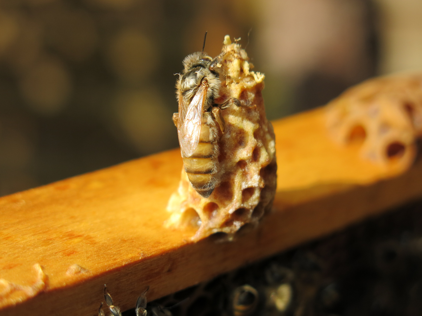 Bienenkönigin