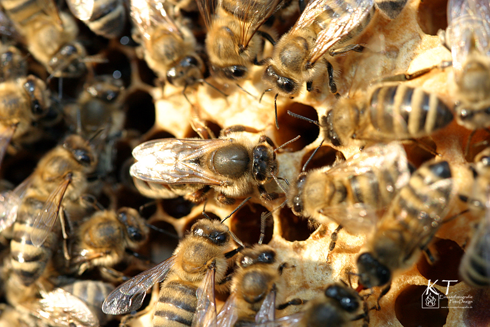 Bienenkönigin...