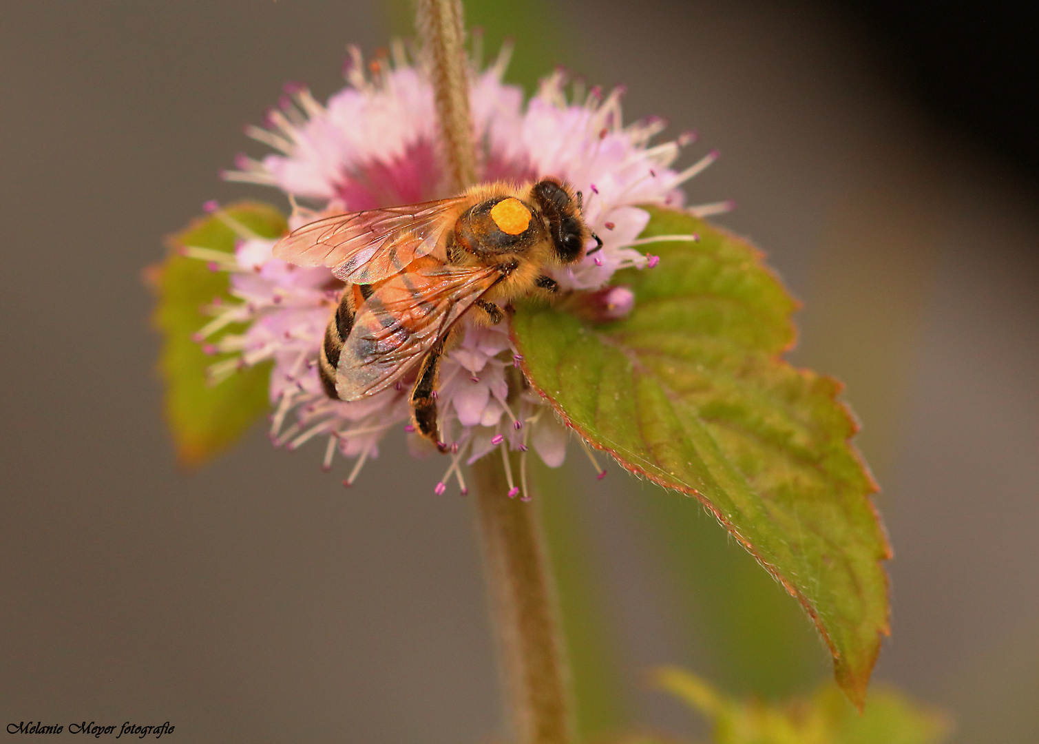 Bienenkonigin Foto Bild Tiere Wildlife Insekten Bilder Auf Fotocommunity