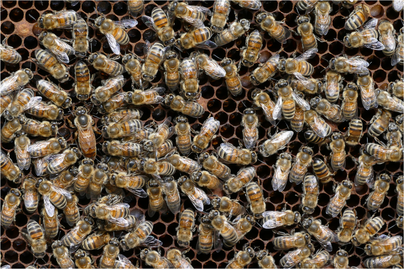 Bienenkönigin mit ihrem Hofstaat