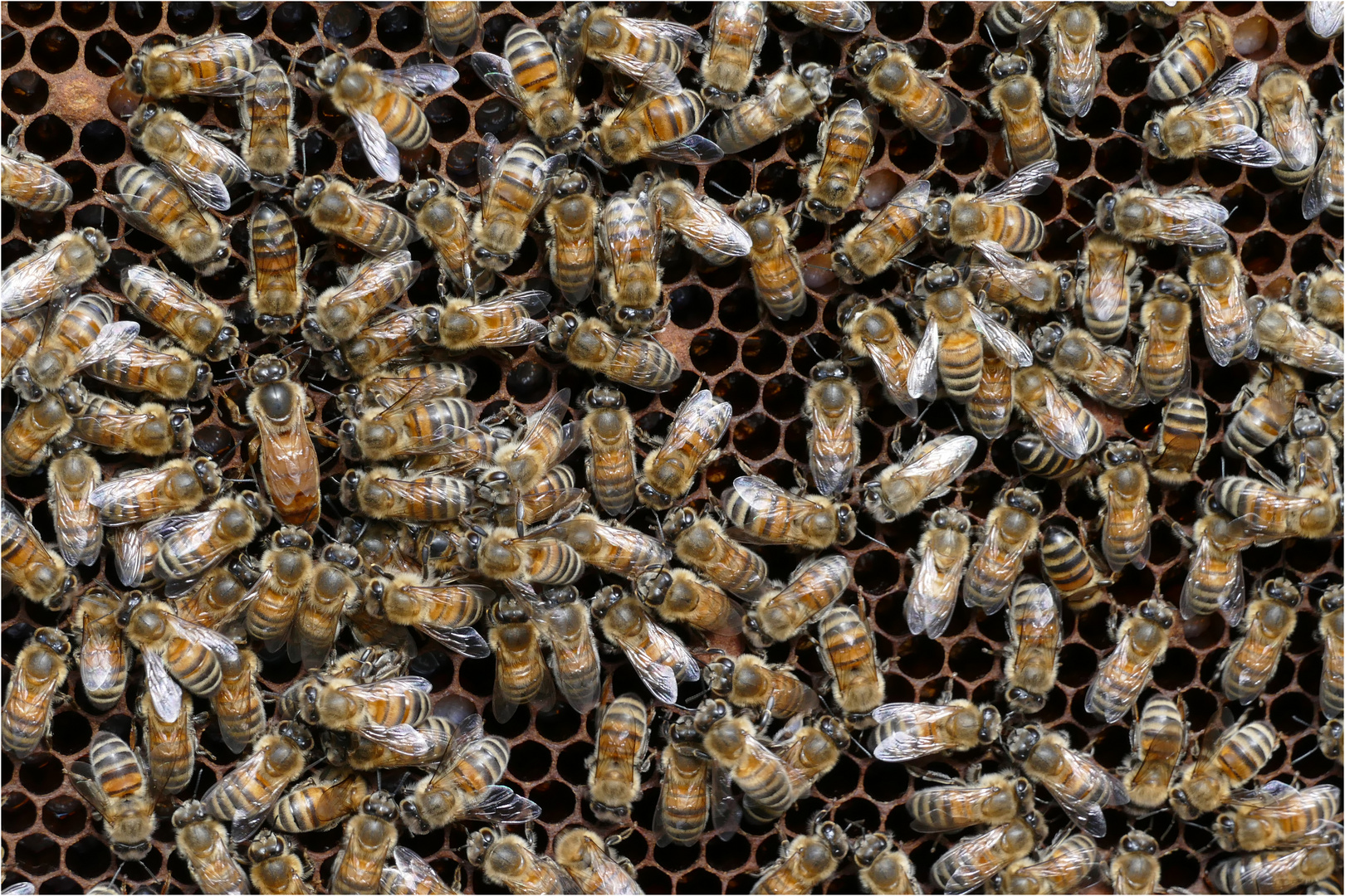 Bienenkonigin Mit Ihrem Hofstaat Foto Bild Natur Insekten Tiere Bilder Auf Fotocommunity