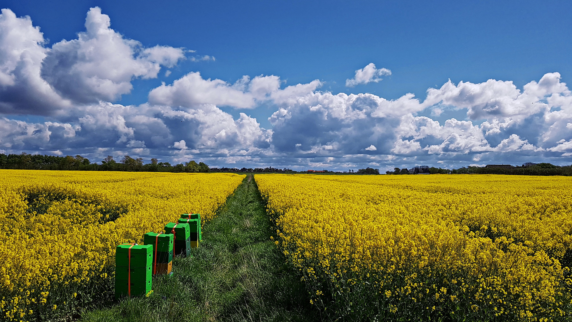 Bienenkörbe im Rapsfeld