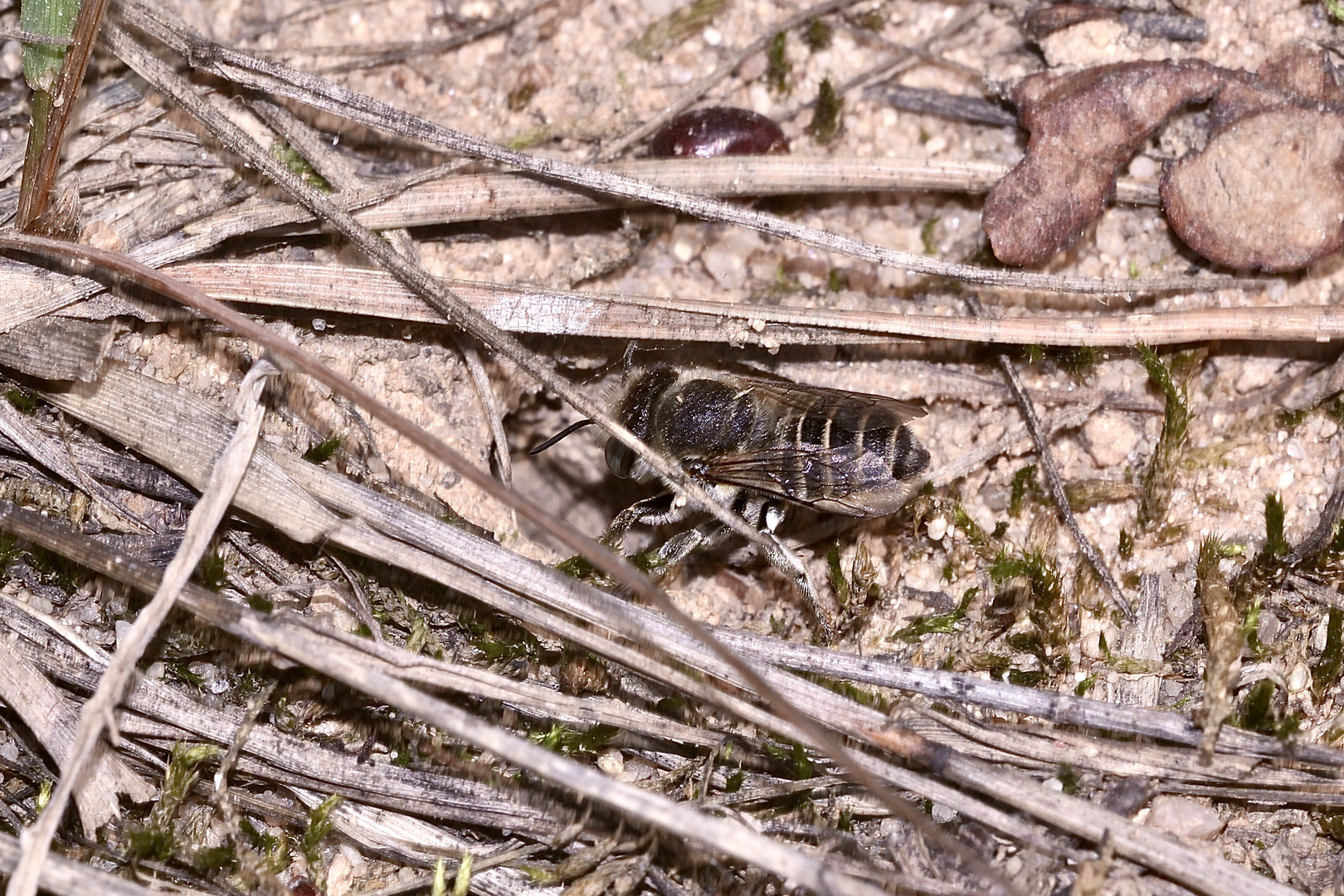 Bienenkolonie 2019: Die Filzzahn- oder Weißfilzige Blattschneiderbiene (Megachile pilidens)