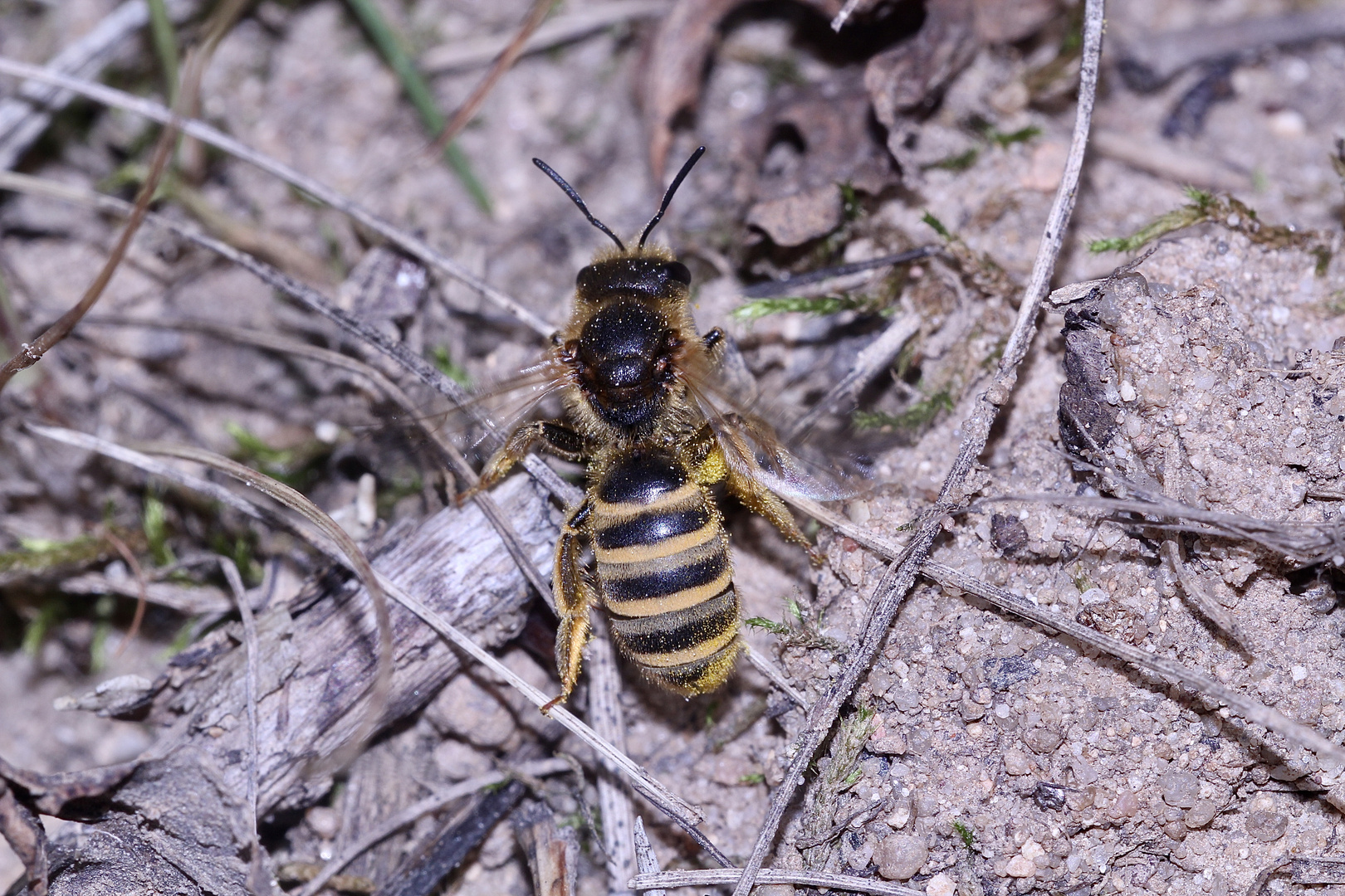 Bienenkolonie 2019: Die Skabiosen-Furchenbiene (Halictus scabiosae) ...