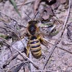 Bienenkolonie 2019: Die Skabiosen-Furchenbiene (Halictus scabiosae) ...