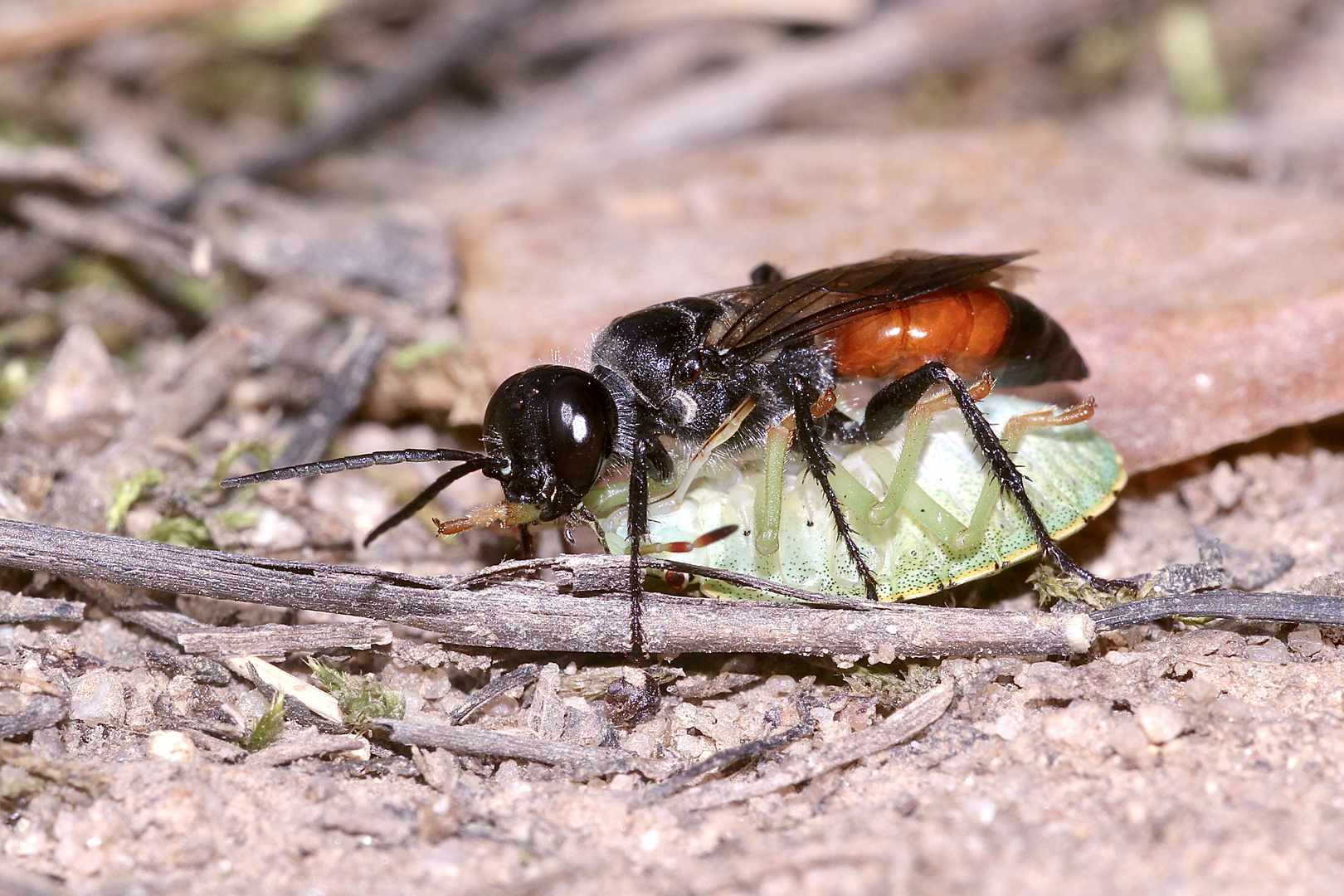 Bienenkolonie 2019: Ein Weibchen der Wanzen-Grabwespe (Astata boops) ...