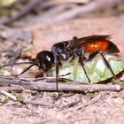 Bienenkolonie 2019: Ein Weibchen der Wanzen-Grabwespe (Astata boops) ...