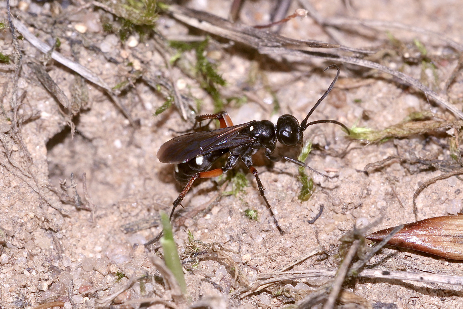 Bienenkolonie 2019: Eine seltene Wegwespe (Fam. Pompilidae): CRYPTOCHEILUS VERSICOLOR!