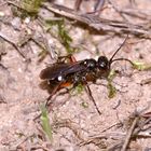 Bienenkolonie 2019: Eine seltene Wegwespe (Fam. Pompilidae): CRYPTOCHEILUS VERSICOLOR!