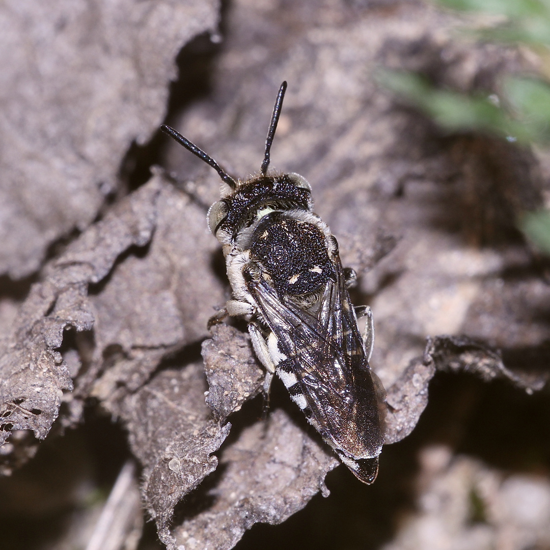 Bienenkolonie 2019: Zum Sonntagabend noch was Besonderes! (1)