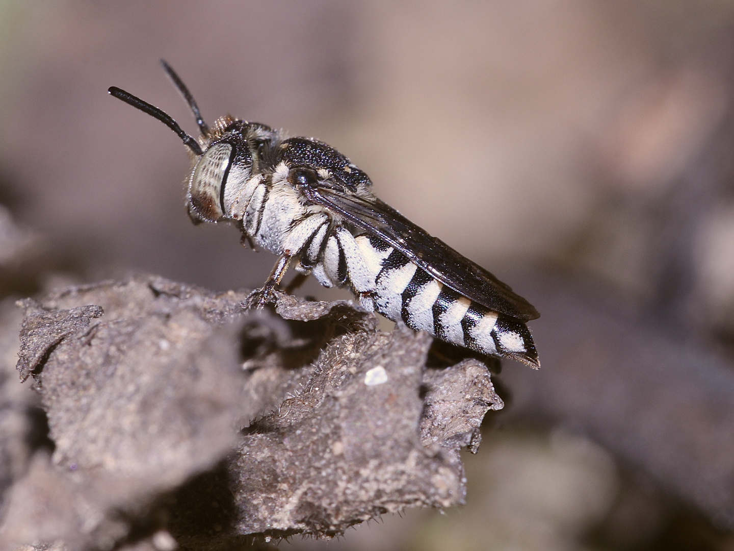 Bienenkolonie 2019: Zum Sonntagabend noch was Besonderes! (2)