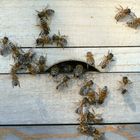 Bienenkommunikation 1