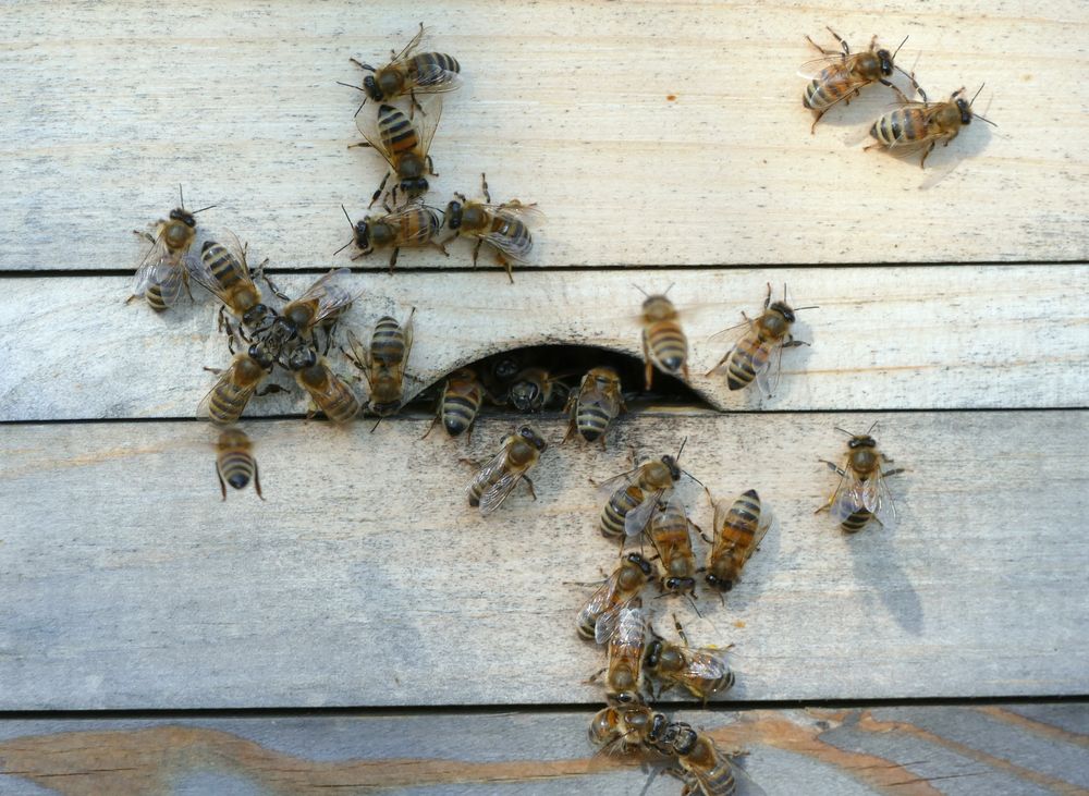 Bienenkommunikation 1