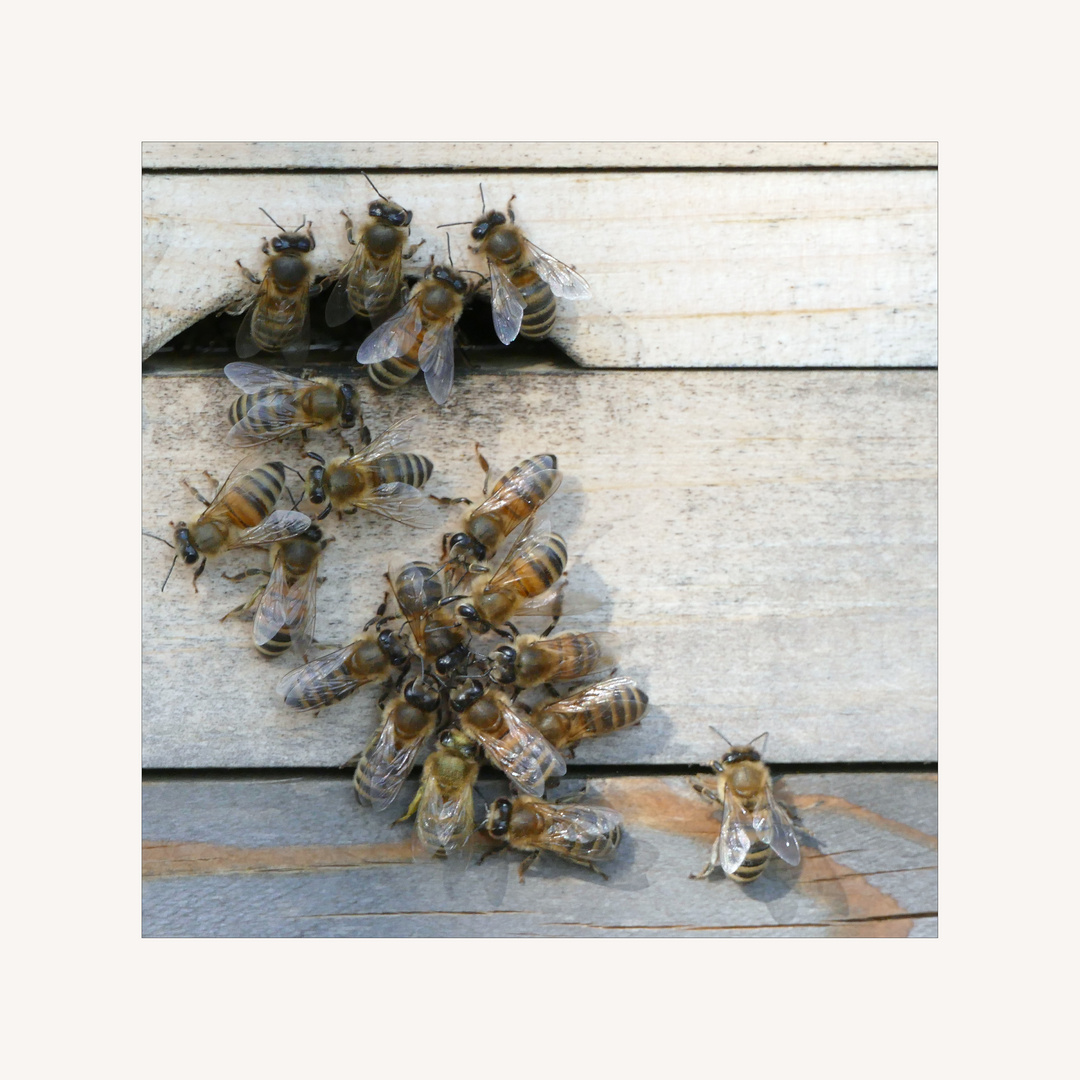 Bienenkommunikation 2