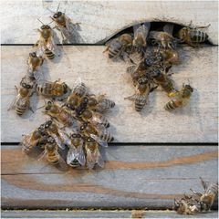 Bienenkommunikation 3