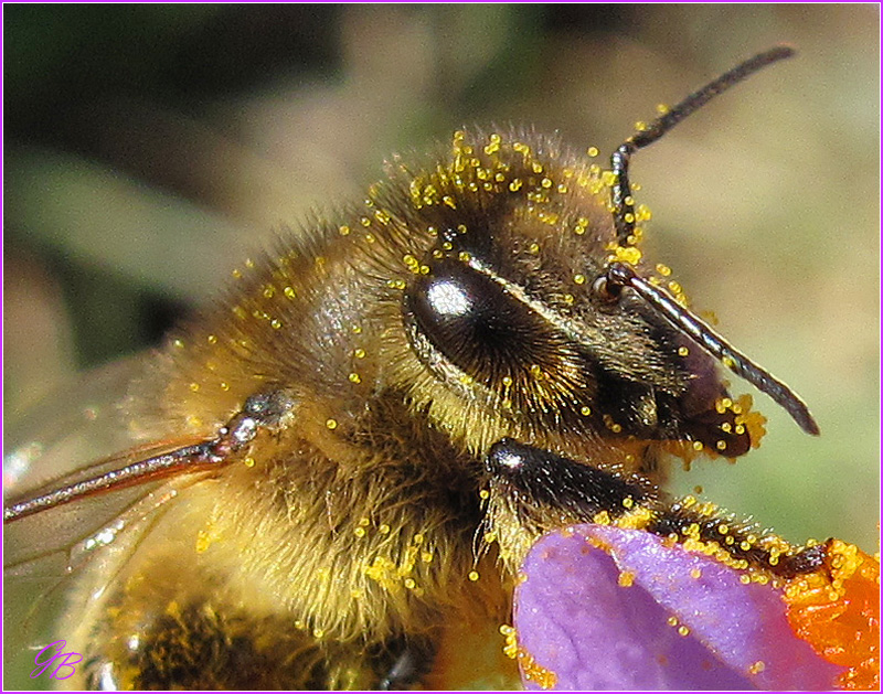 Bienenkopf