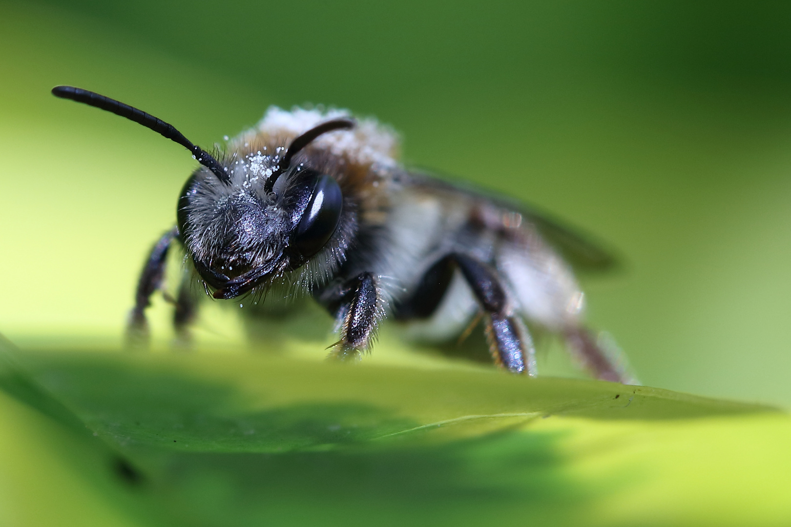 Bienenkopf