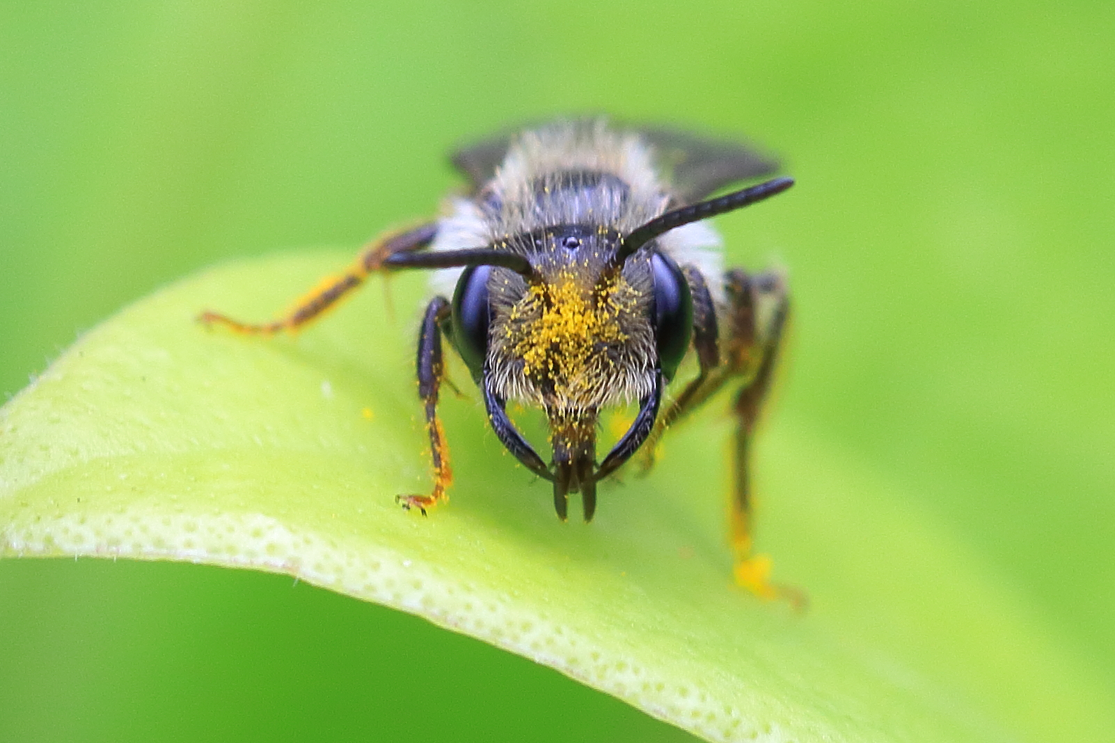 Bienenkopf ....