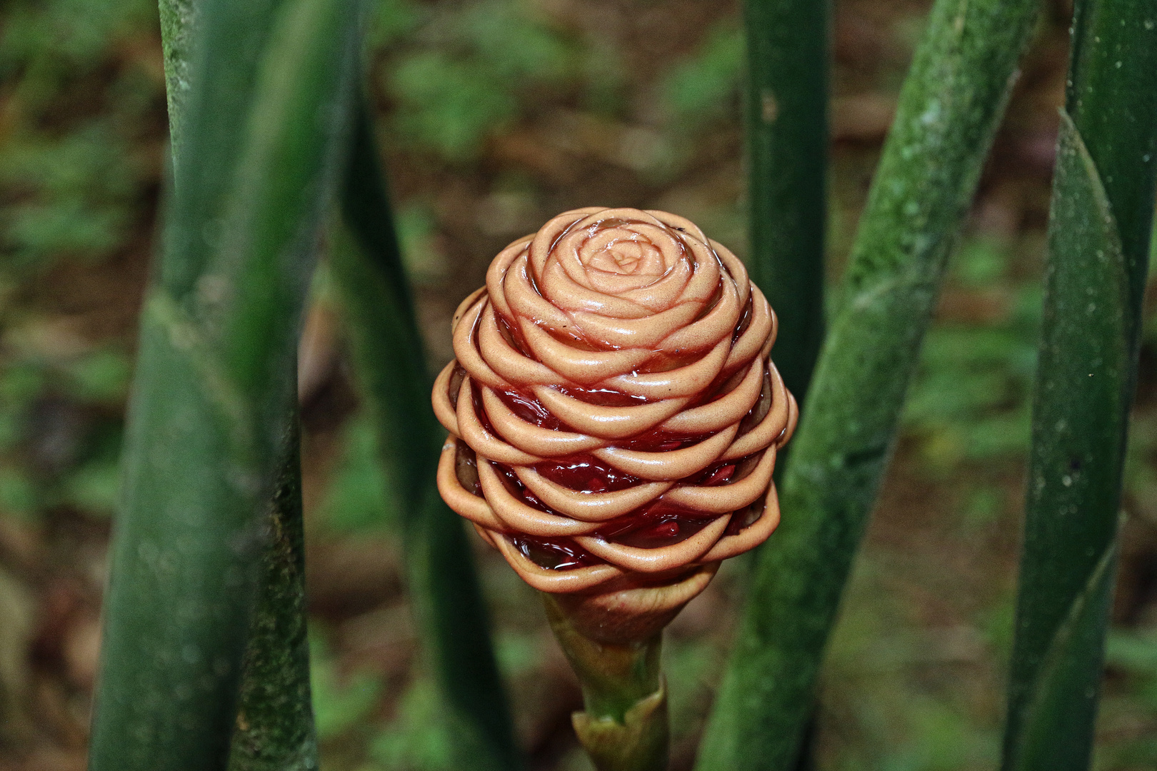 Bienenkorb - Ingwer