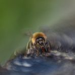 Bienenkunstfoto